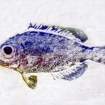 Gyotaku 3
